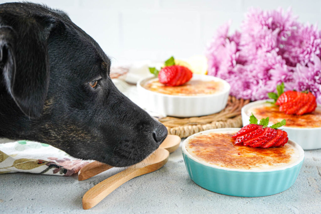 Dog looking at Strawberry Vanilla Yogurt Brûlée in three ramekins with pink flowers in the background.