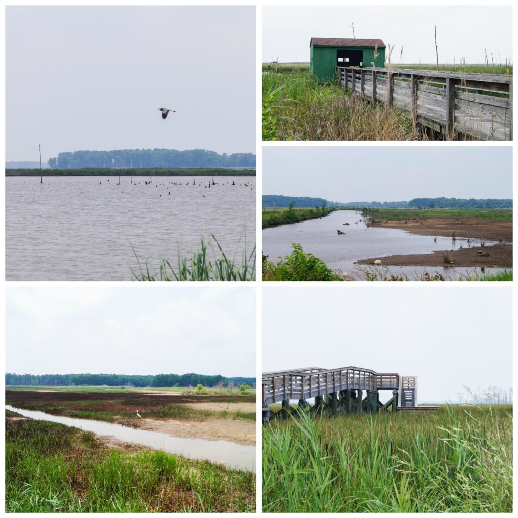 Five photo collage of water, birds, and wooden bridges.