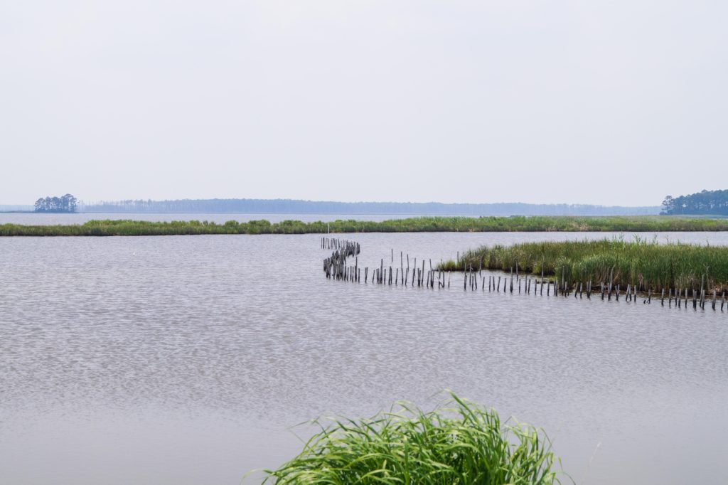 Water and tall grass in Blackwater National Wildlife Refuge.