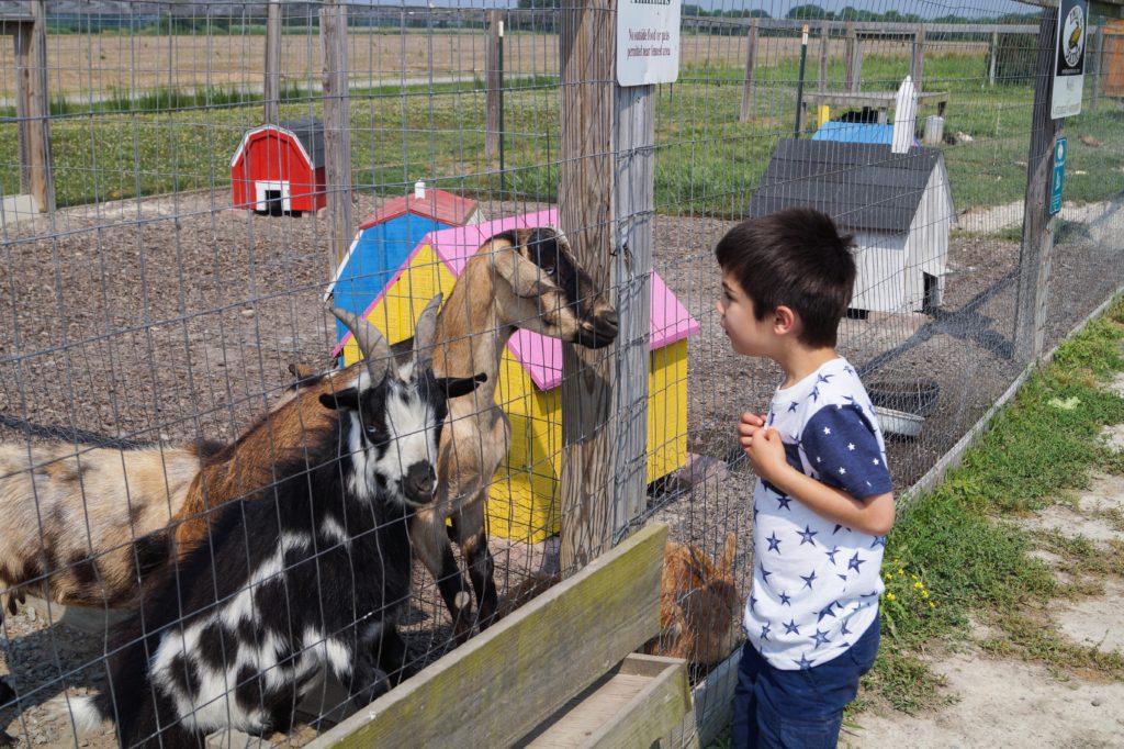 Boy looking at goats.