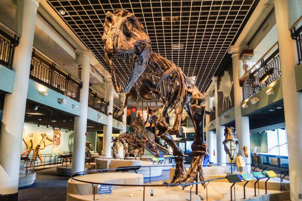 Dinosaur Hall exhibit with a Tyrannosaurus Rex fossil.