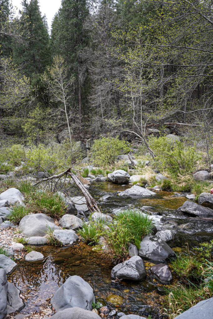 Creek in Sedona surrounded by rocks and trees.