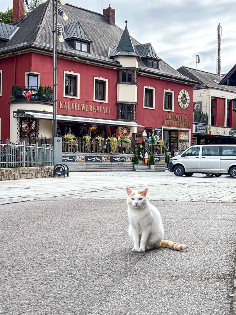 Cat sitting in street in front of red Kaffeewerkstatt building.