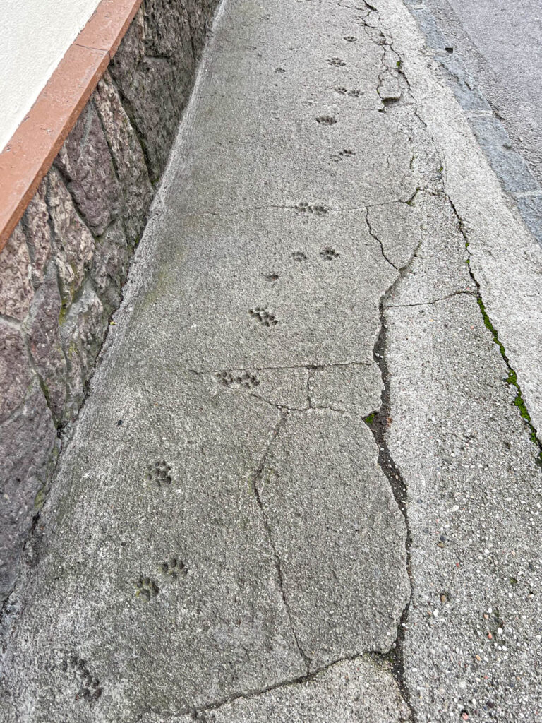 Cat prints in the concrete along a sidewalk.