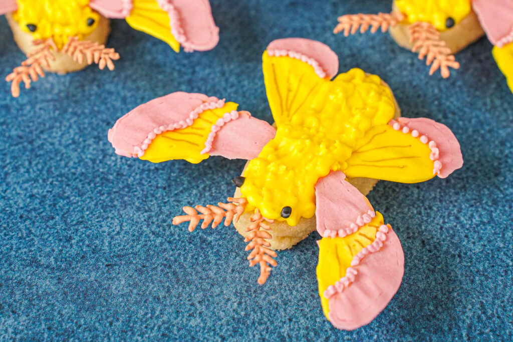 Three Rosy Maple Moths with pink and yellow wings.