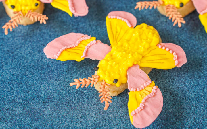 Rosy Maple Moth Cookies decorated with yellow and pink icing.