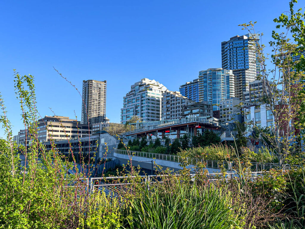 Grass with skyscrapers in the background in Seattle.